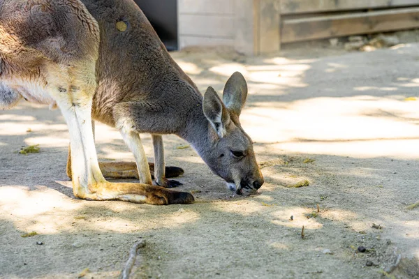 Czerwony Kangur Macropus Rufus Zoo Barcelonie — Zdjęcie stockowe