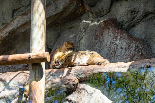 Barselona Hayvanat Bahçesi 'nde Barbary Macaque (Macaca sylvanus).