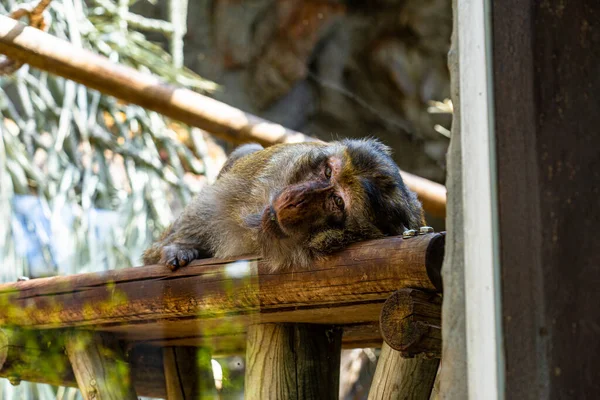 Barselona Hayvanat Bahçesi 'nde Barbary Macaque (Macaca sylvanus).