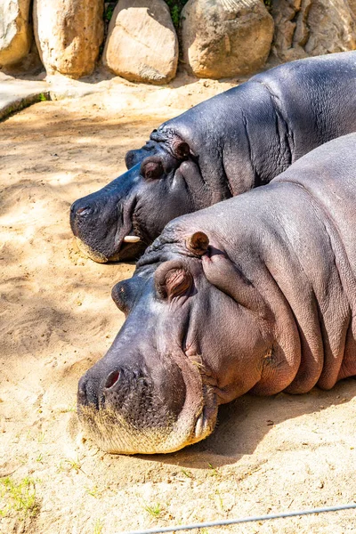 Hipopótamo Común Hippopotamus Amphibius Zoológico Barcelona — Foto de Stock