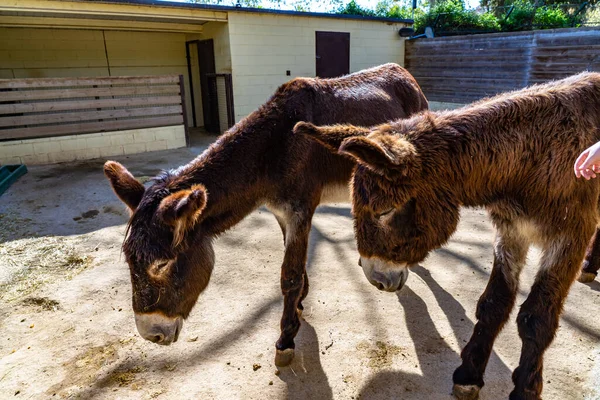 Burro Catalán Equus Africanus Asinus Zoológico Barcelona — Foto de Stock