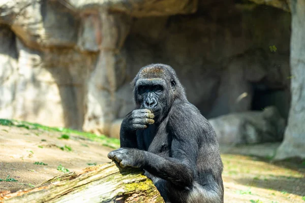 Gorille Des Basses Terres Occidentales Dans Zoo Barcelone — Photo