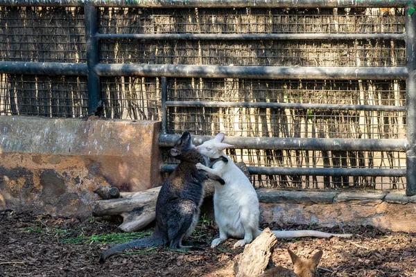 Fond Écran Rouge Macropus Rufogriseus Dans Zoo Barcelone — Photo