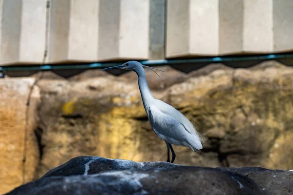 Petite Aigrette Egretta Garzetta Dans Zoo Barcelone — Photo