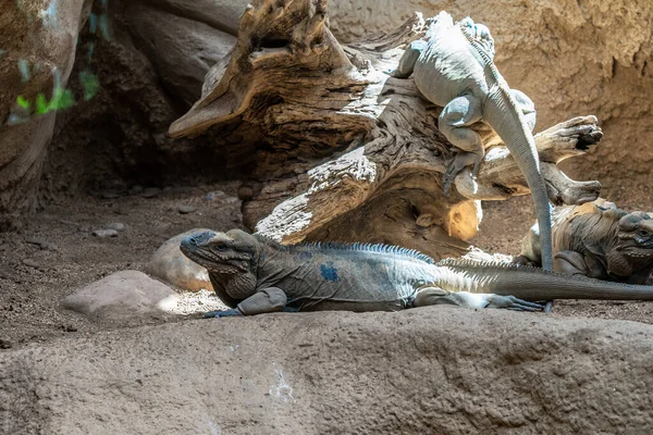 Barcelona hayvanat bahçesinde gergedan iguanası (Cyclura cornuta).