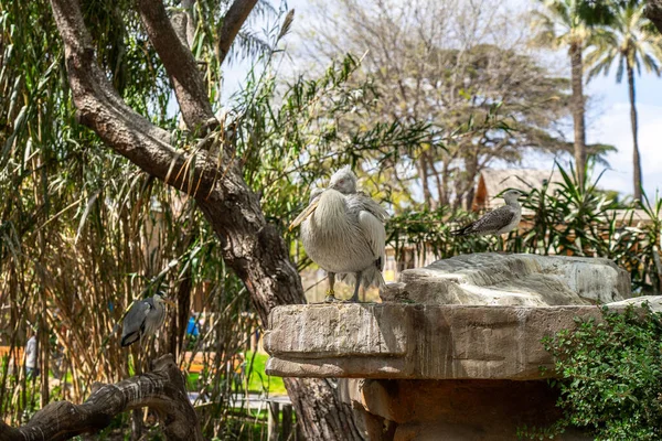Barselona hayvanat bahçesinde Dalmaçyalı pelikan (Pelecanus crispus).