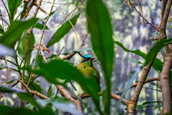 Motmot Coronado Azul Momotus Momota Zoológico Barcelona — Foto de Stock