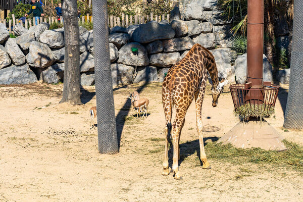 Rothschilds Giraffe (Giraffa camelopardalis rothschildi) in Barcelona Zoo.