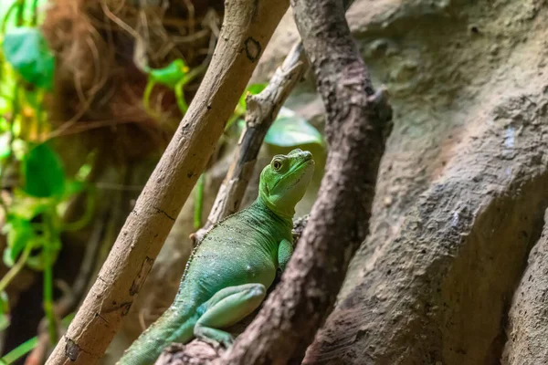 Iguana Green Lizard Dragon Terrarium Zoo Barcelona — Stock Photo, Image