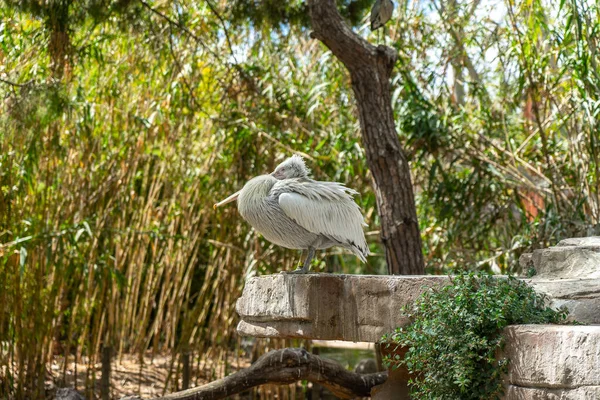 Pélican Dalmate Pelecanus Crispus Dans Zoo Barcelone — Photo