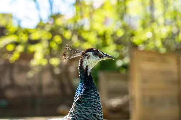 Barselona hayvanat bahçesinde Hint Peafowl (Pavo kriterleri).