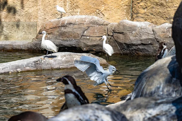 Barcelona hayvanat bahçesinde küçük balıkçıl (Egretta garzetta).