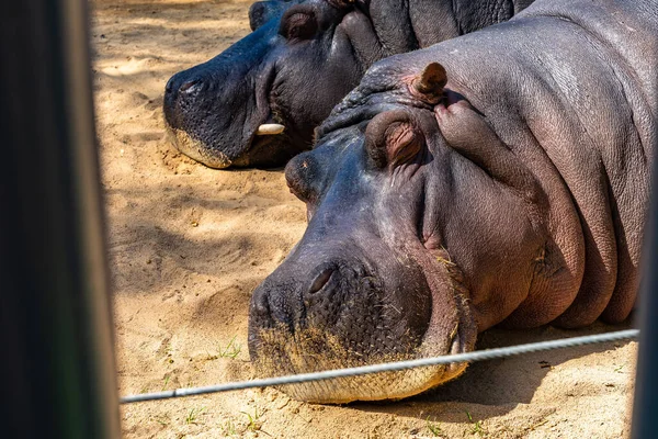 Обыкновенный Бегемот Hippopotamus Amphibius Зоопарке Барселоны — стоковое фото