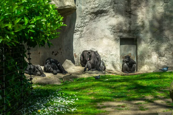巴塞罗那动物园西低地大猩猩 — 图库照片