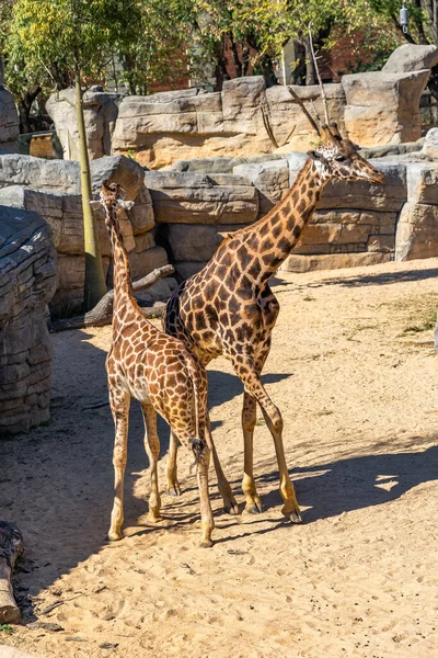 Rothschilds Jirafa Giraffa Camelopardalis Rothschildi Zoológico Barcelona — Foto de Stock