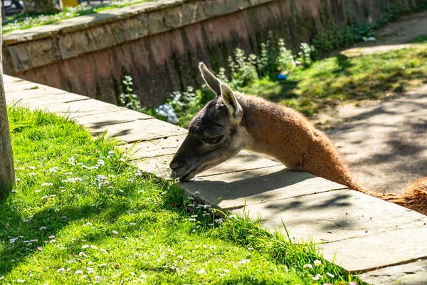 Guanaco Lama Guanicoe Nello Zoo Barcellona — Foto Stock