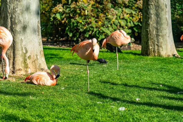 American Chilean Flamingo Phoenicopterus Chilensis Ruber Barcelona Zoo — Stock Photo, Image