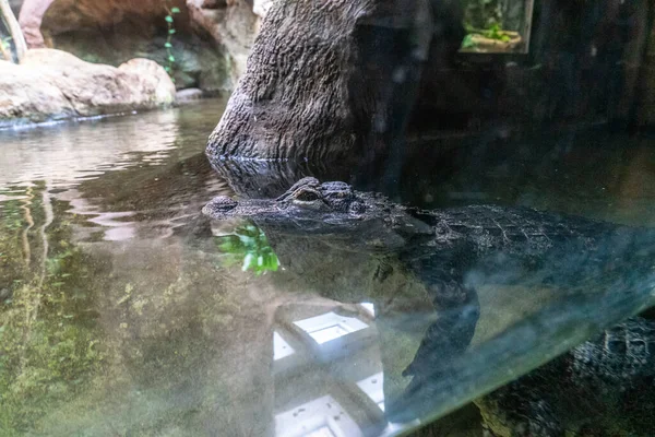 Αλιγάτορας Caiman Κροκόδειλος Ερπετό Στο Ζωολογικό Κήπο Βαρκελώνη — Φωτογραφία Αρχείου