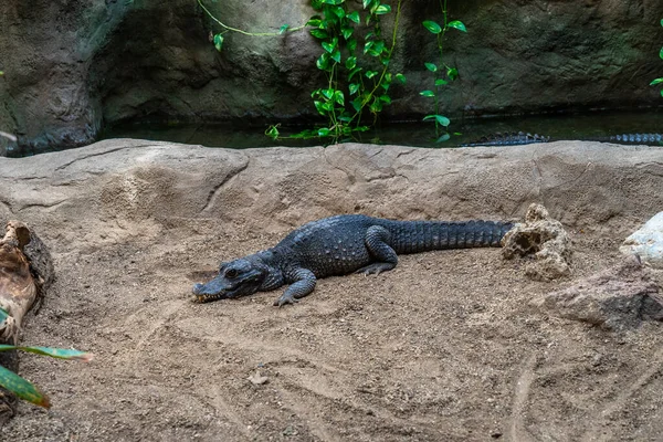 Dwergkrokodil Osteolaemus Tetraspis Dierentuin Van Barcelona — Stockfoto