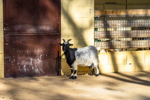 Koza Capra Aegagrus Hircus Zoo Barcelonie — Zdjęcie stockowe