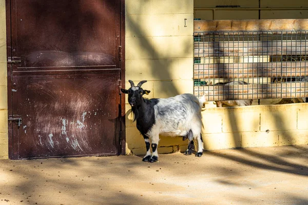 Cabra Capra Aegagrus Hircus Zoológico Barcelona — Fotografia de Stock