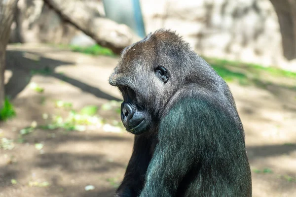 Western Lowland Gorilla Στο Ζωολογικό Κήπο Της Βαρκελώνης — Φωτογραφία Αρχείου