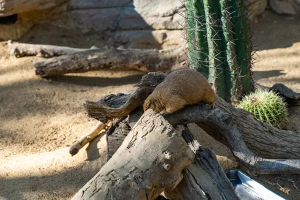 Psy Preriowe Cynomys Ludovicianus Zoo Barcelona — Zdjęcie stockowe