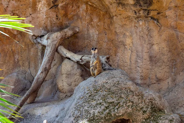 Meerkat Suricata Suricatta Zoológico Barcelona — Fotografia de Stock