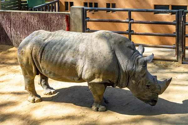 Sydlig Vit Noshörning Ceratotherium Simum Simum Barcelona Zoo — Stockfoto