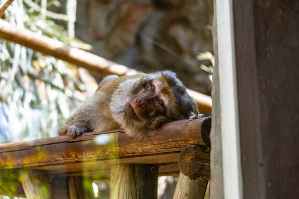 Macaco Berbería Macaca Sylvanus Zoológico Barcelona — Foto de Stock