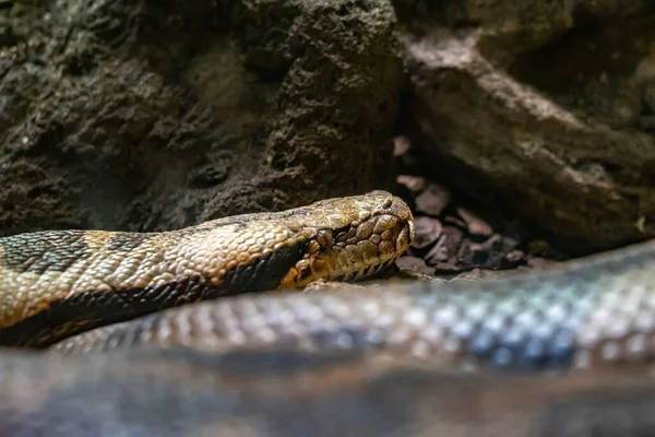 Indian Rock Python Python Molurus Molurus Zoo Barcelona — Stock Photo, Image