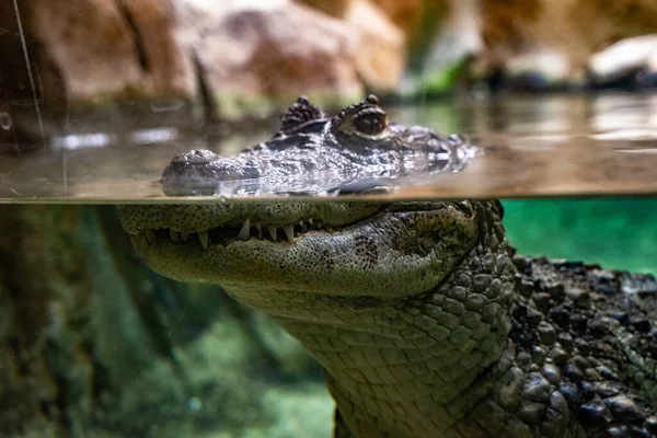 Brede Kaaiman Caiman Latirostris Dierentuin Van Barcelona — Stockfoto