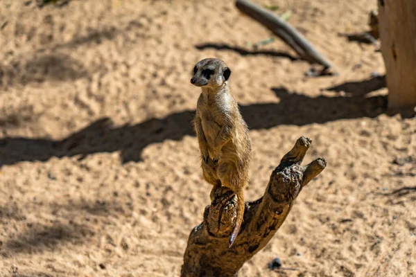 Meerkat Suricata Suricatta Зоопарке Барселоны — стоковое фото