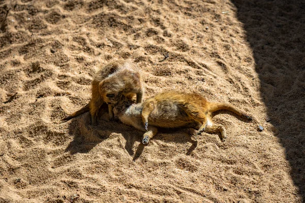 Меркат Suricata Suricатта Зоопарку Барселони — стокове фото