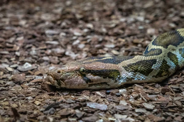 Indian Rock Python Python Molurus Molurus Zoo Barcelona — Stock Photo, Image