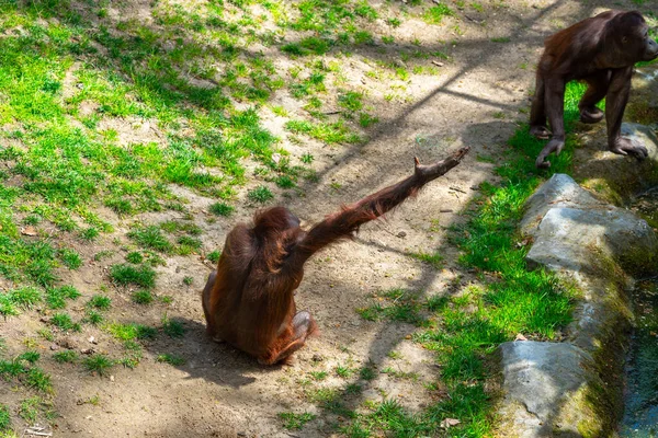 Orangután Borneano Pongo Pygmaeus Zoológico Barcelona —  Fotos de Stock