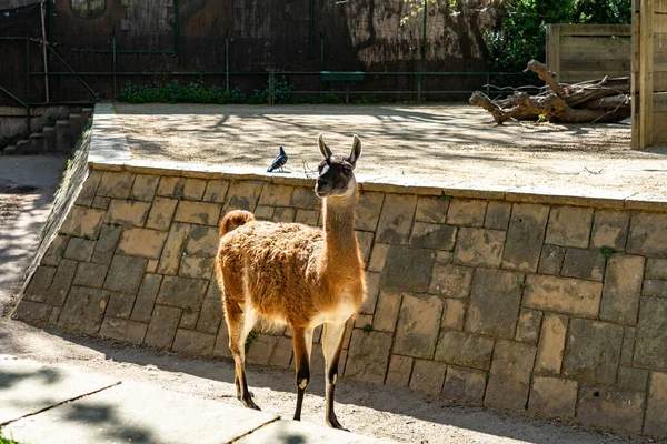 Guanaco Lama Guanicoe Zoológico Barcelona — Foto de Stock