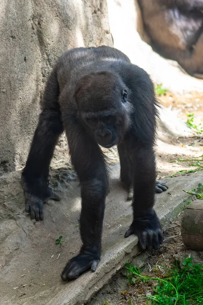 Westlicher Flachlandgorilla Zoo Von Barcelona — Stockfoto