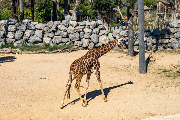 Rothschilds Giraffe (Giraffa camelopardalis rothschildi) in Barcelona Zoo.