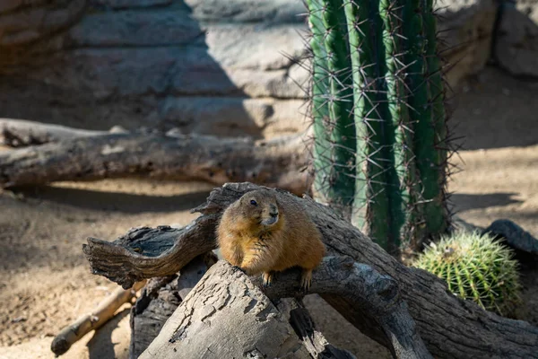 Chiens Prairie Queue Noire Cynomys Ludovicianus Zoo Barcelone — Photo