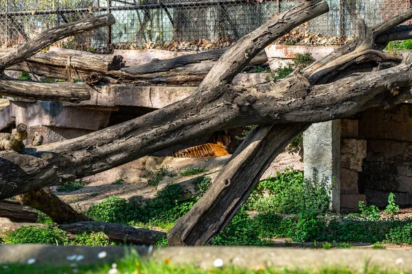 Barcelona Hayvanat Bahçesinde Sumatran Kaplanı Panthera Tigris Sumatrae — Stok fotoğraf