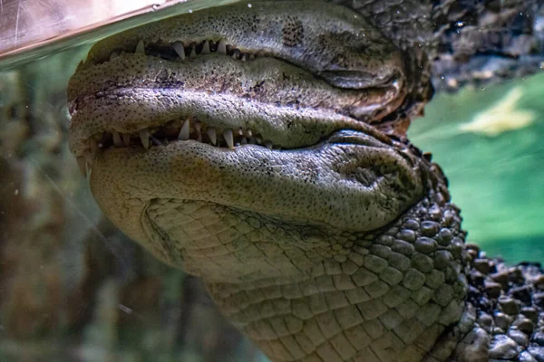 Brede Kaaiman Caiman Latirostris Dierentuin Van Barcelona — Stockfoto