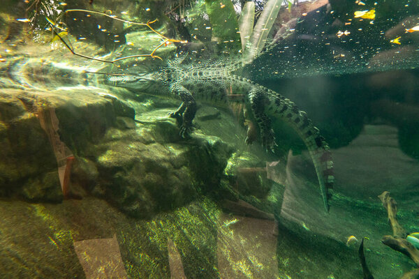 Alligator Caiman Crocodile reptile in zoo Barcelona.
