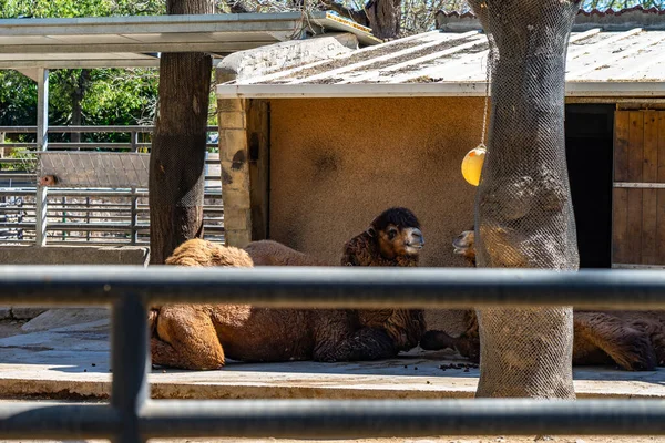 Baktrisches Kamel Camelus Bactrianus Zoo Von Barcelona — Stockfoto