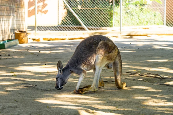 Red Kangaroo Macropus Rufus Barcelona Zoo — Stock Photo, Image