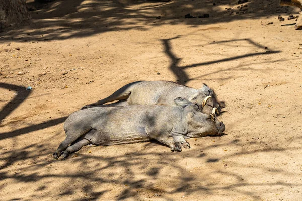 Warthog Phacochoerus Africanus Barcelona Zoo — Stockfoto