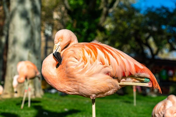 Amerykański Flaming Chilijski Fenicopterus Chilensis Ruber Zoo Barcelonie — Zdjęcie stockowe