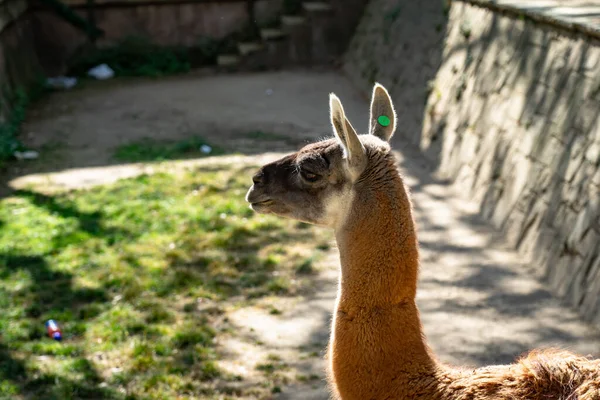 Guanaco Lama Guanicoe Dans Zoo Barcelone — Photo
