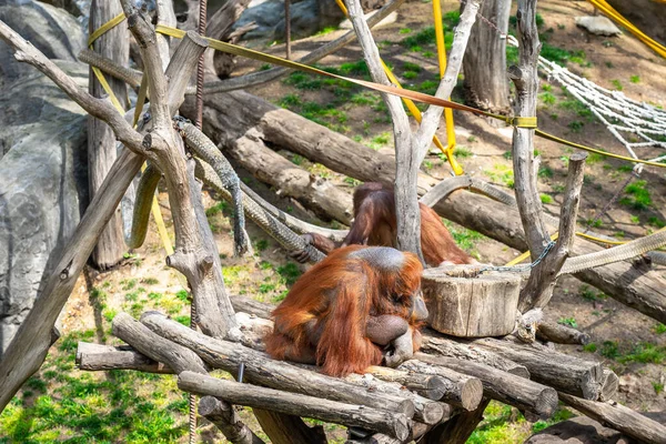 Barcelona Hayvanat Bahçesi Nde Bornean Orangutan Pongo Pygmaeus — Stok fotoğraf