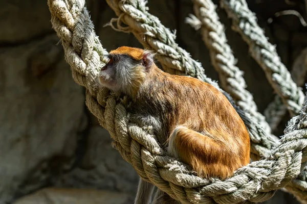 Patas Monkey Erythrocebus Patas Зоопарке Барселоны — стоковое фото